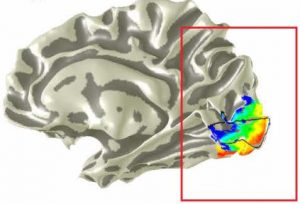 Retinotopic mapping of visual field